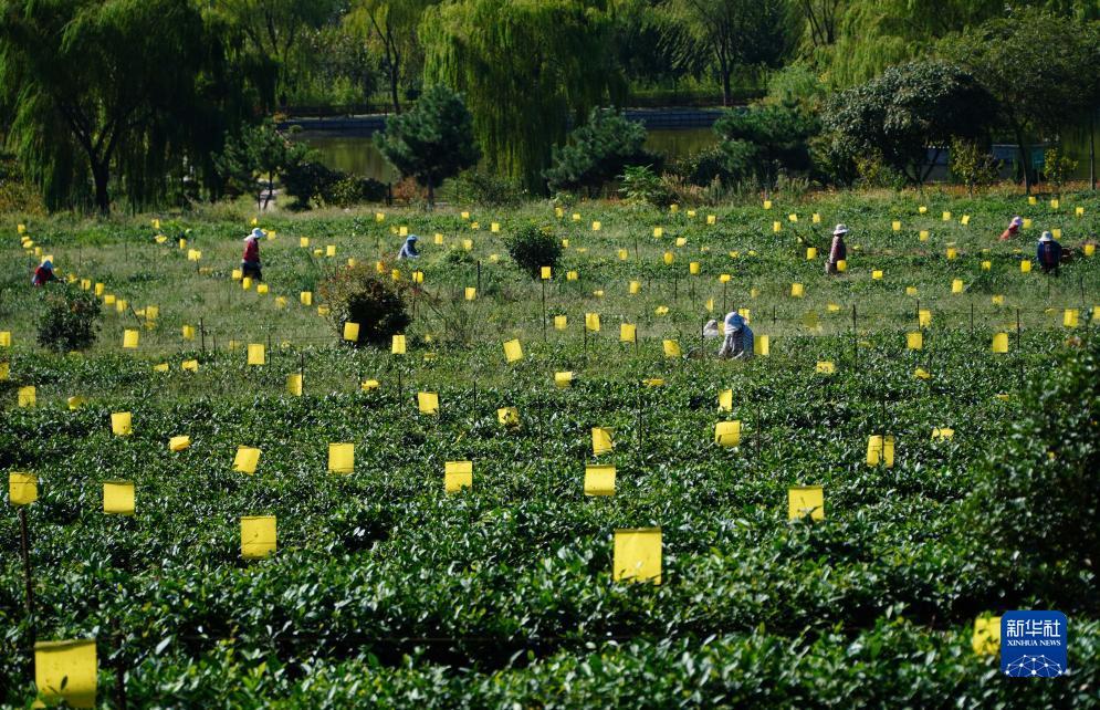 澳门新匍京怎么下载